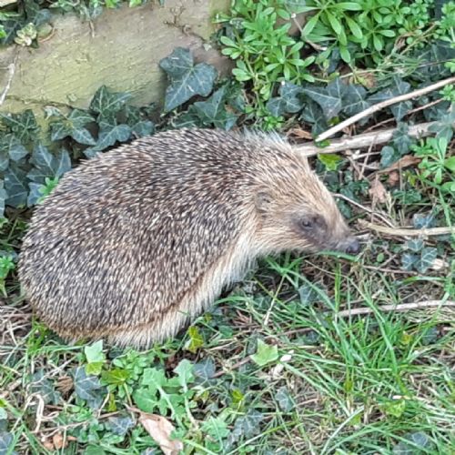 Hedgehog 2(1)